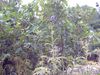 IMG00039.JPG