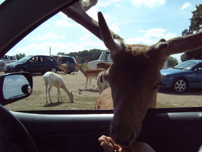 Натиснете за да видите снимката уголемена